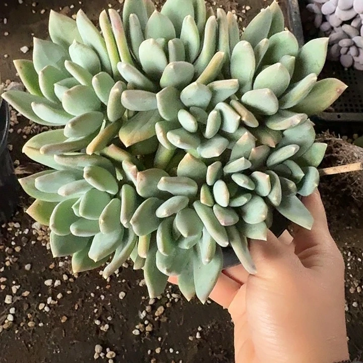 瞻***婴多肉植物和植物等植物为