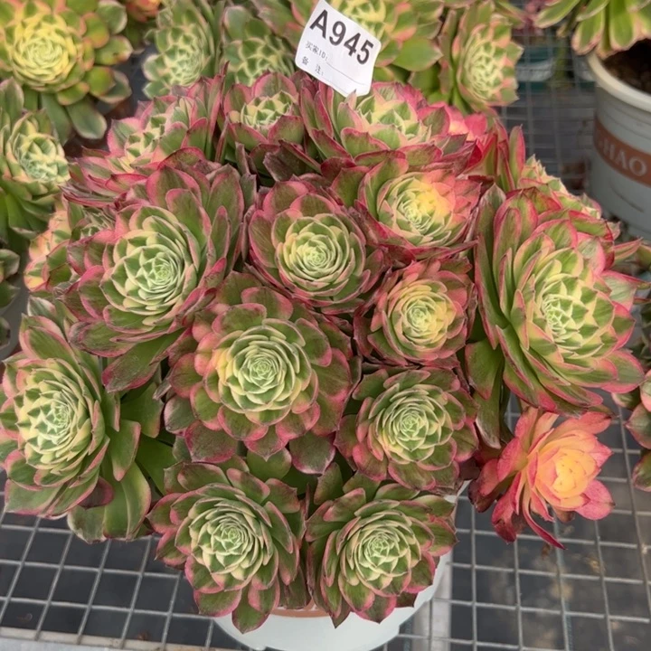 945海鲜朵朵30厘米左右