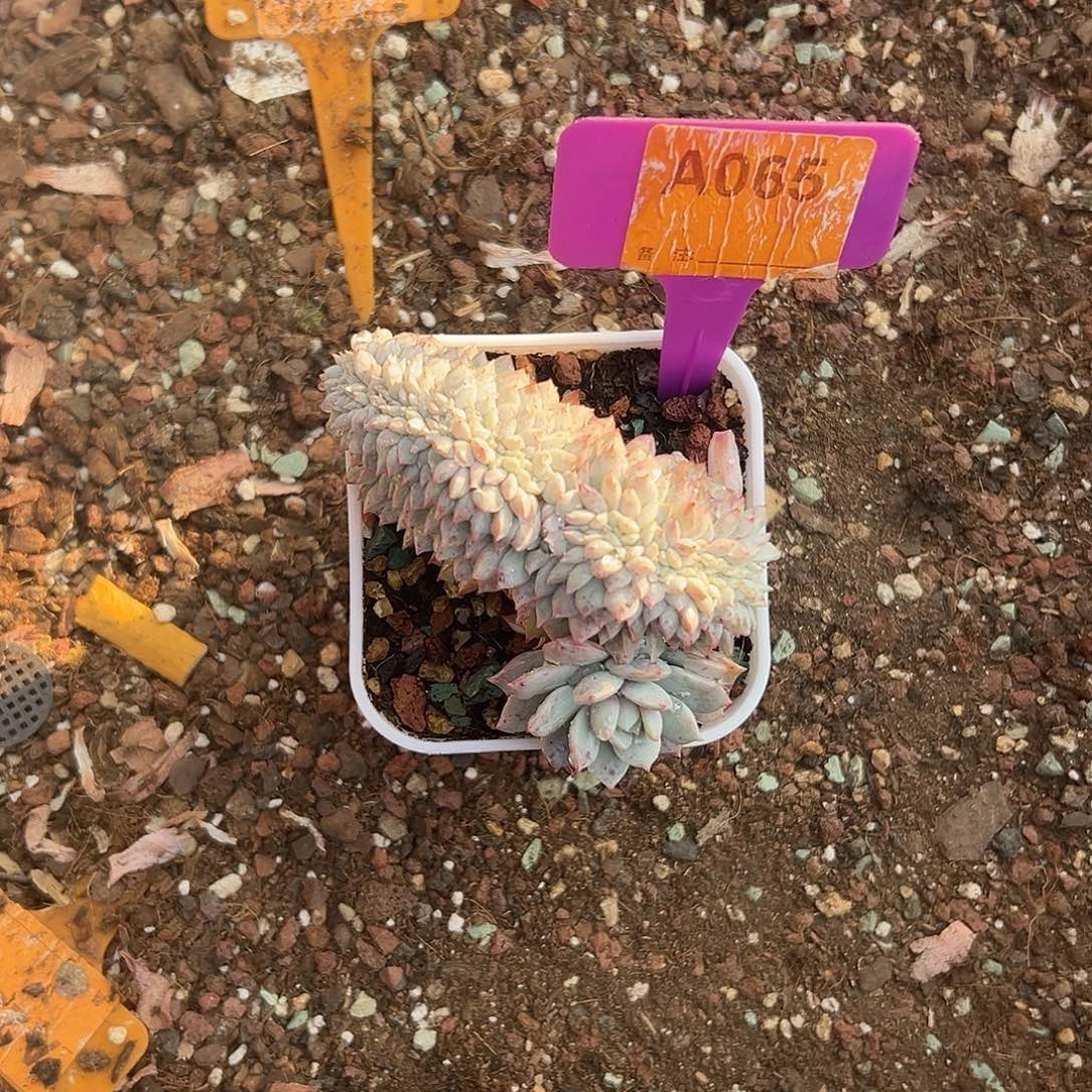 慢***去多肉植物一物一拍