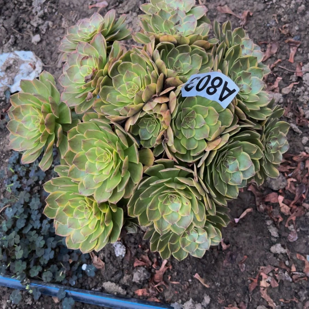 半夏法师16//—36包邮