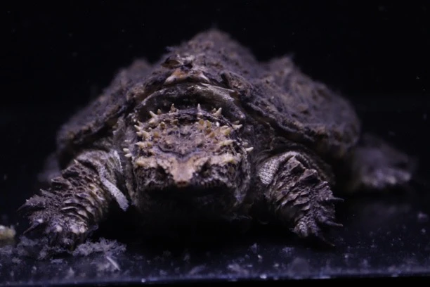 原种小野佛后代纯佛鳄爆刺观赏大头宽嘴小乌龟活体纯佛鳄龟苗