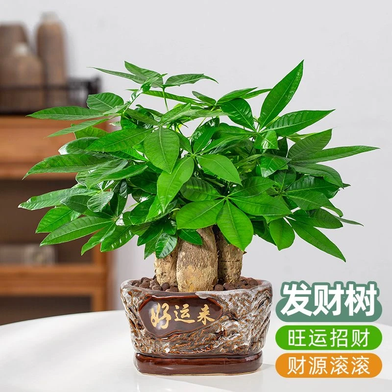 【新疆西藏包邮】发财树盆栽室内植物招财办公室桌面绿植四季好养活