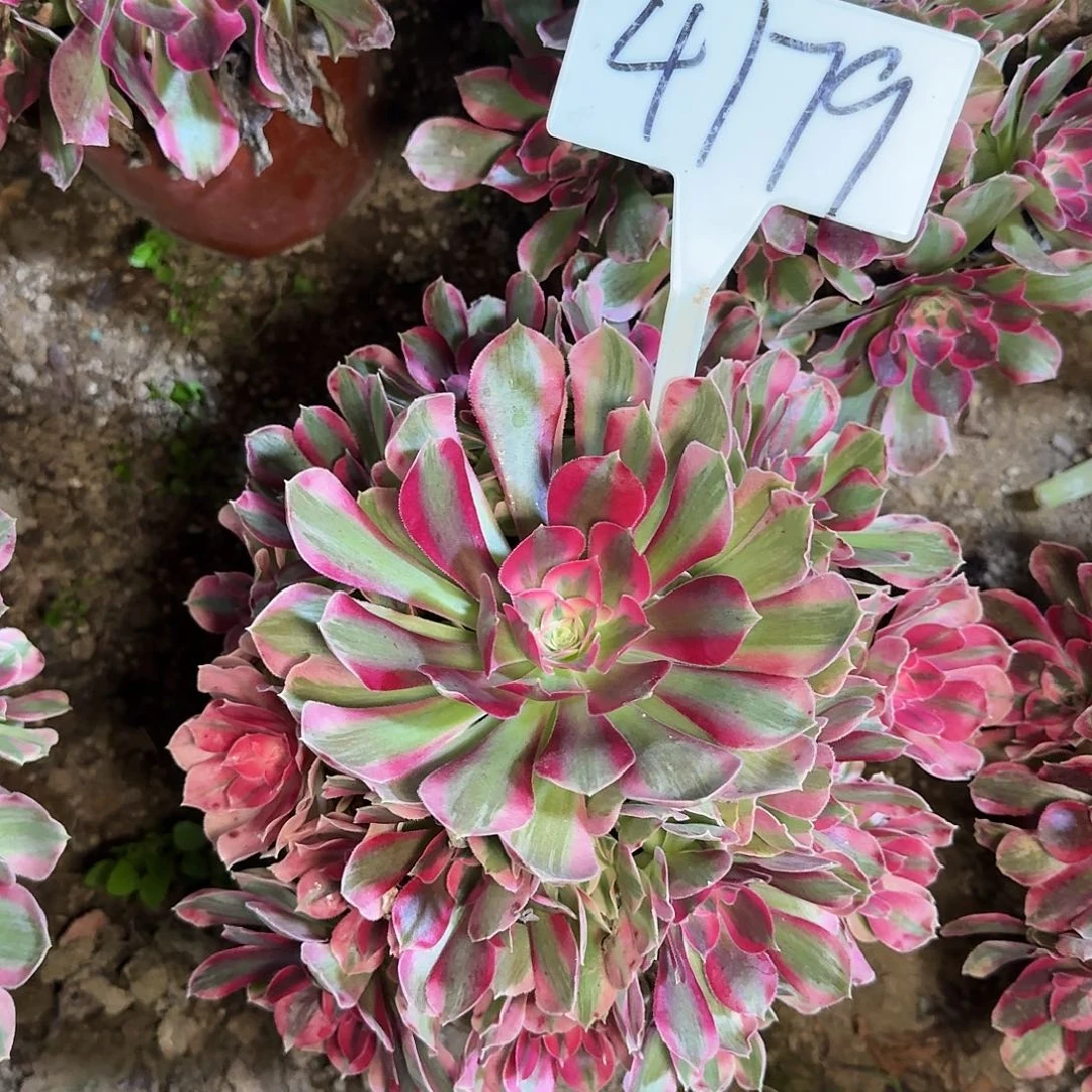 4179粉女郎多肉法师多肉