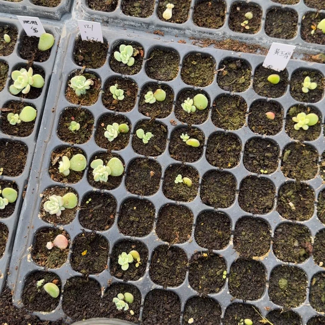 P121 穴一个满25包邮