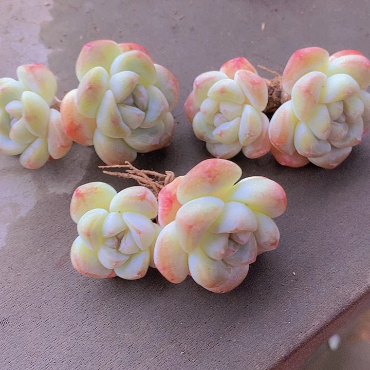 一物一拍 福利粗腿短圆肥双头3颗冰玉