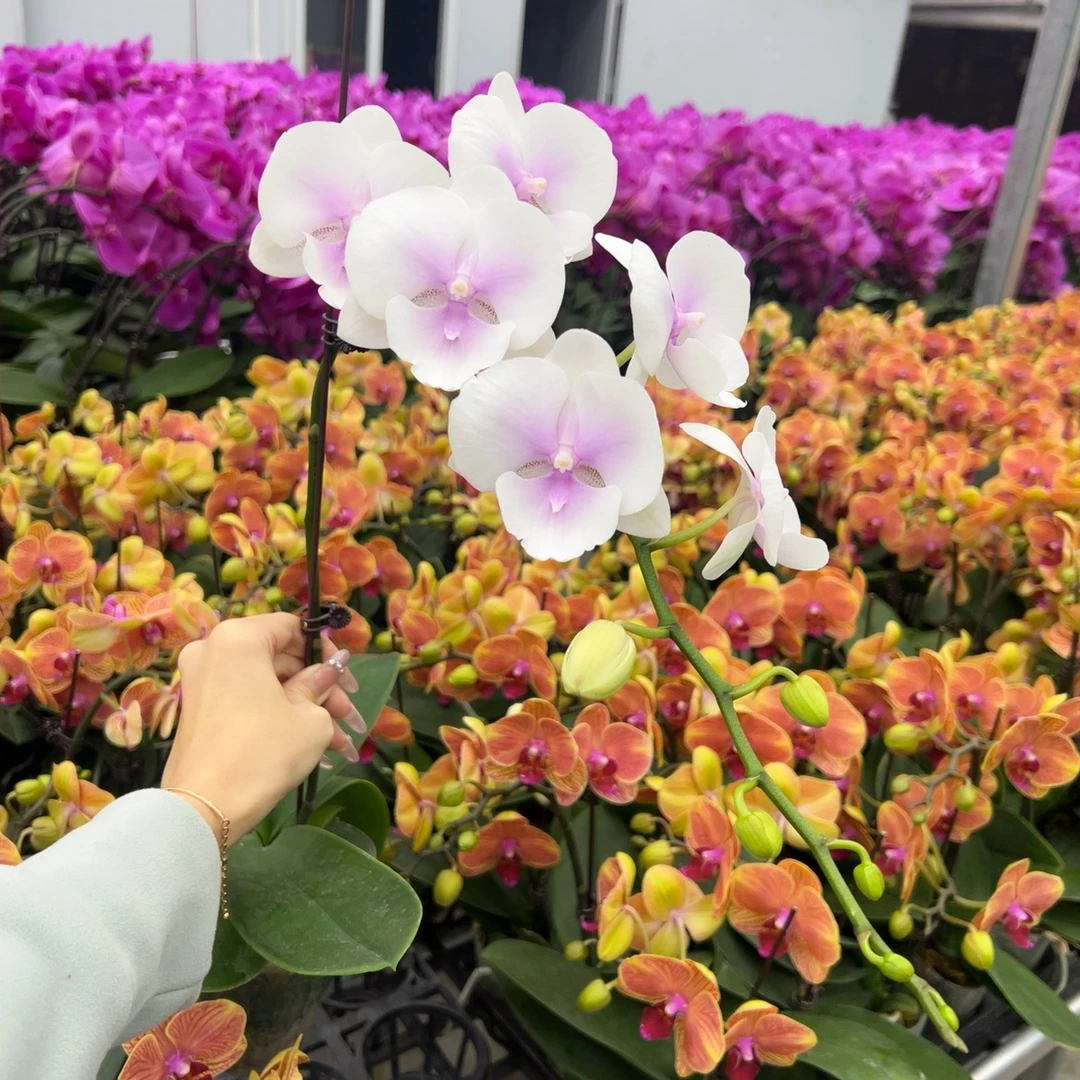 [德州姑娘06]渐变精品长花絮大舌头蝴蝶兰中大花3.0杯花卉盆栽佛山基地批发直播次日达