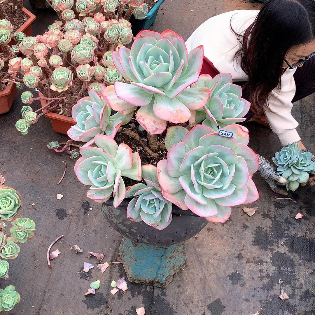 225 凤一物一拍多肉植物