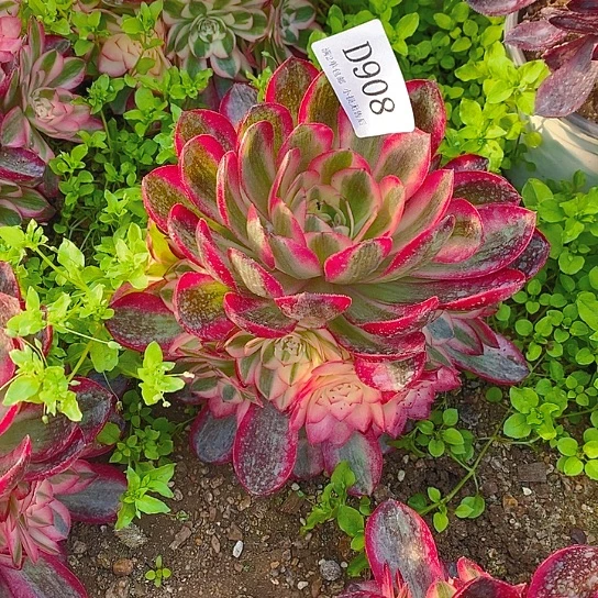 908倾城多肉法师锦