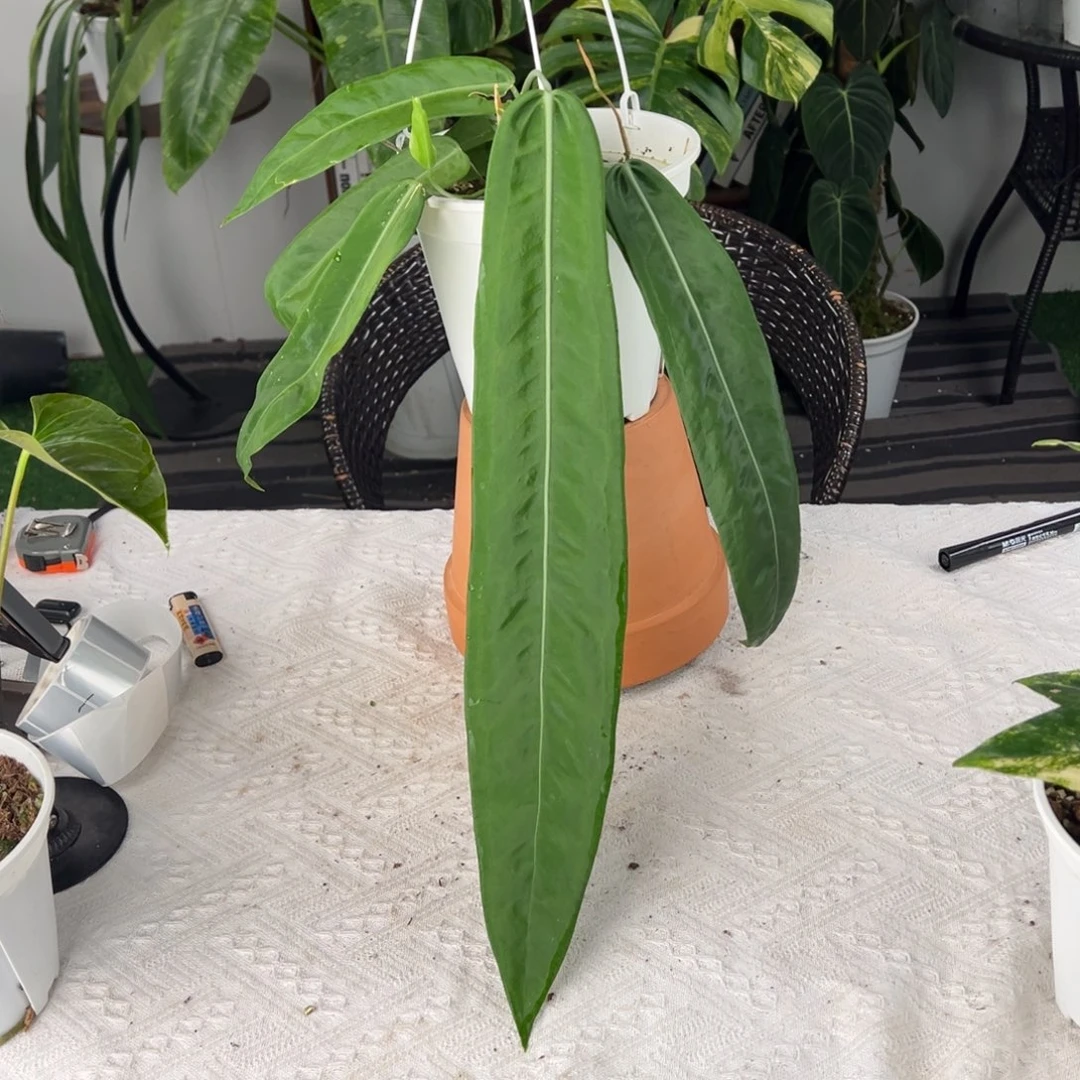 完全开放原种银脉丝绸