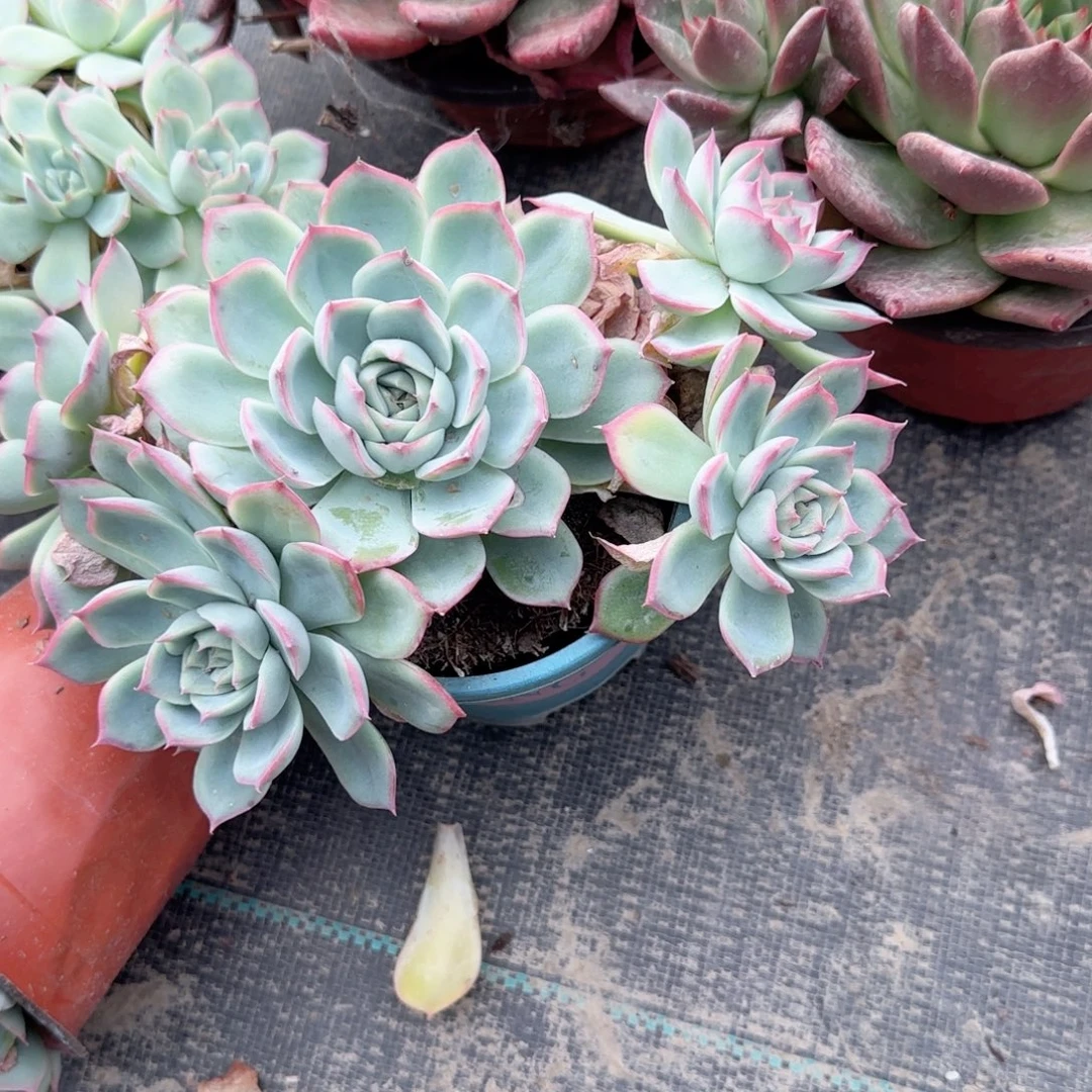 无花朵蓝盆侧影五头群