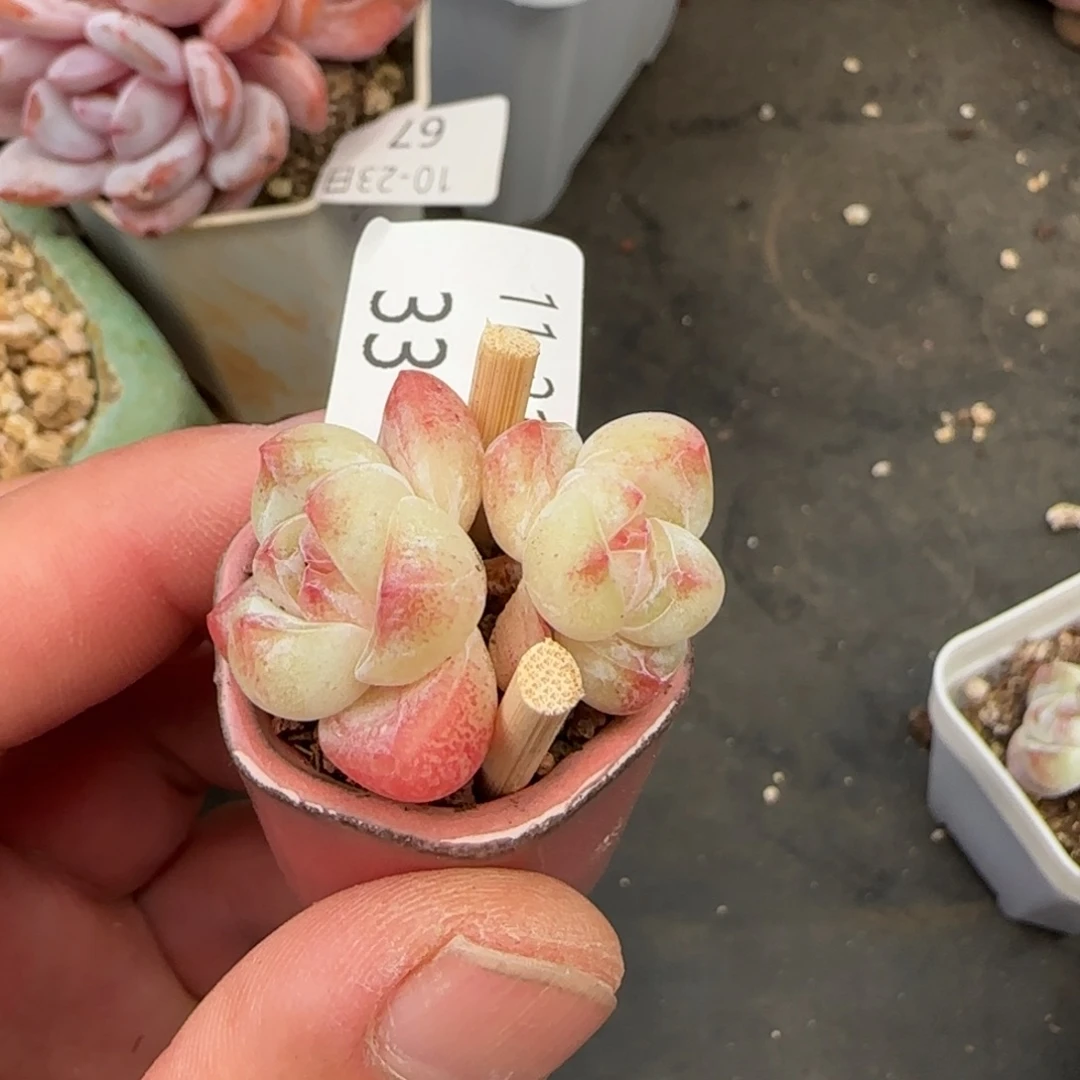双头糖心冰玉一颗