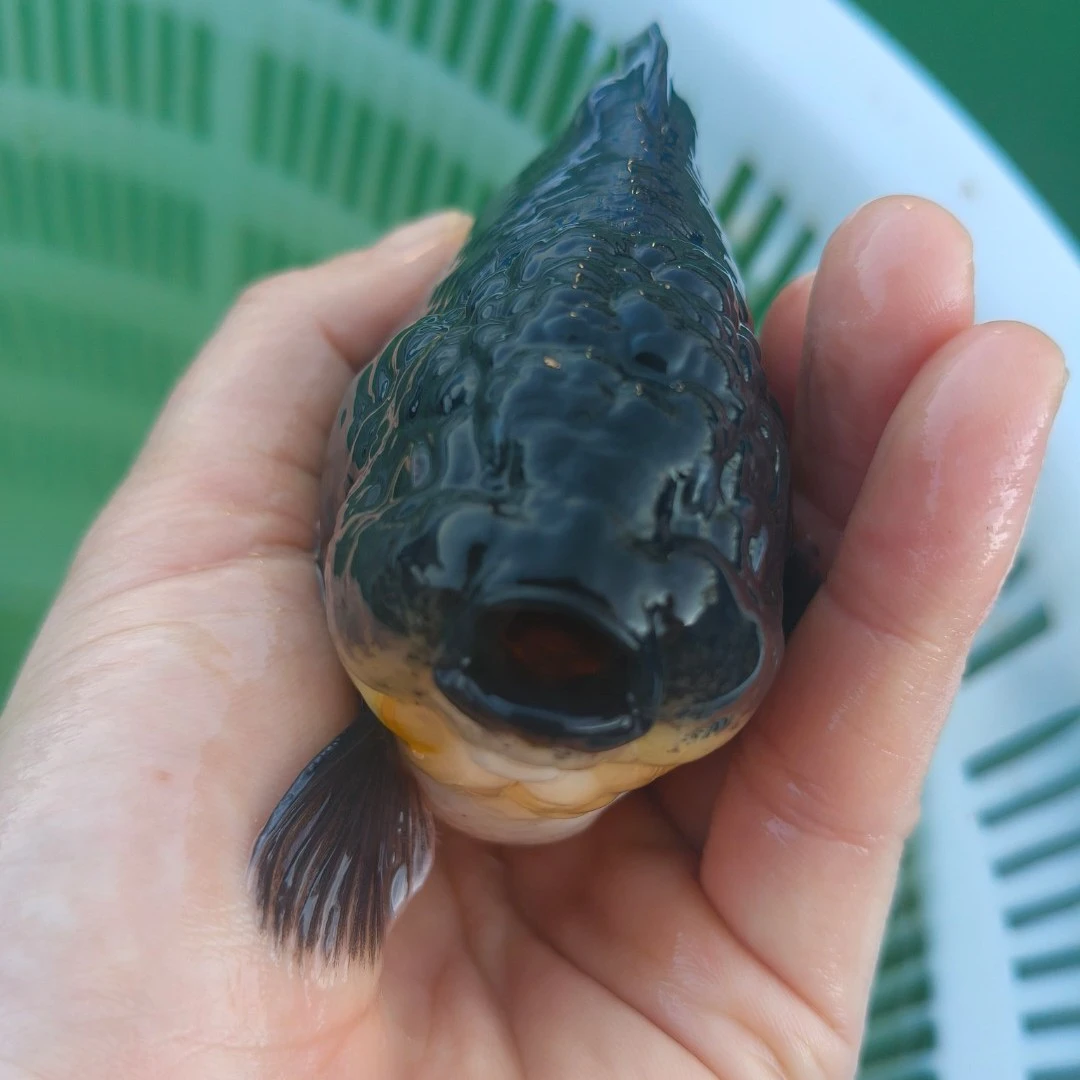 活体金鱼冷水鱼，录开箱视频包售后