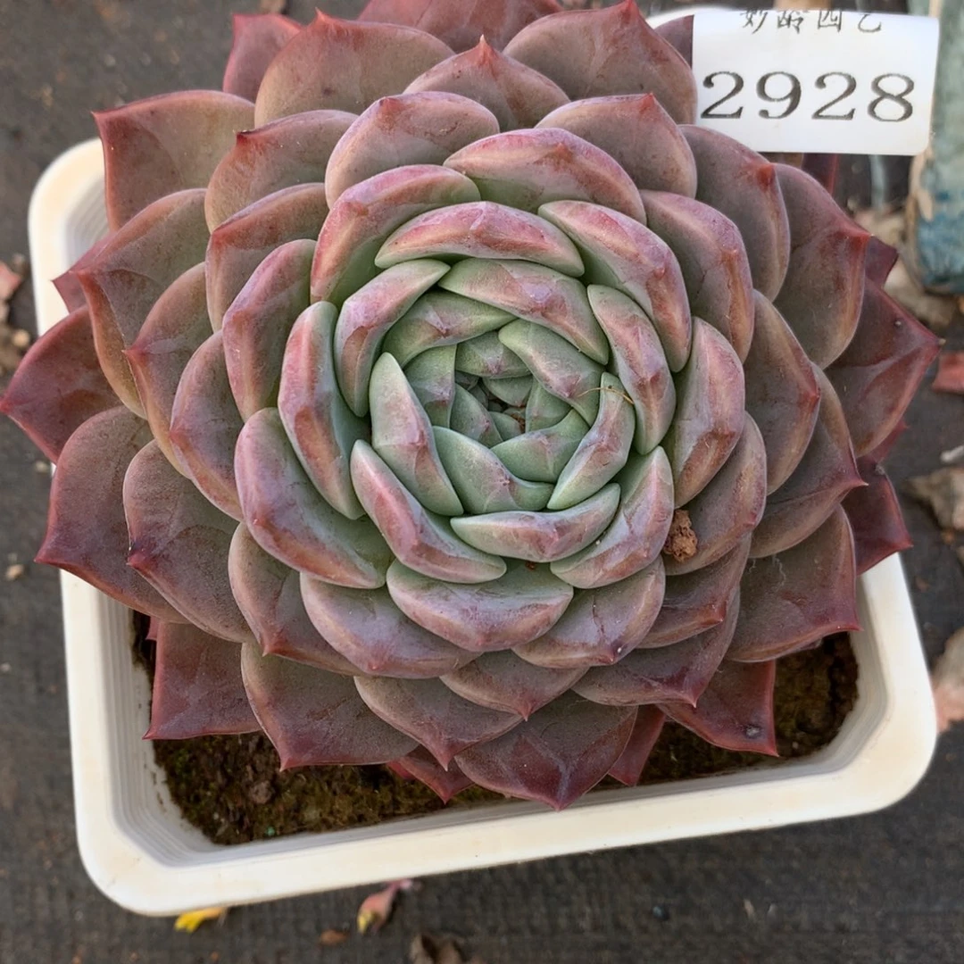 2928杂交精品基地12厘米