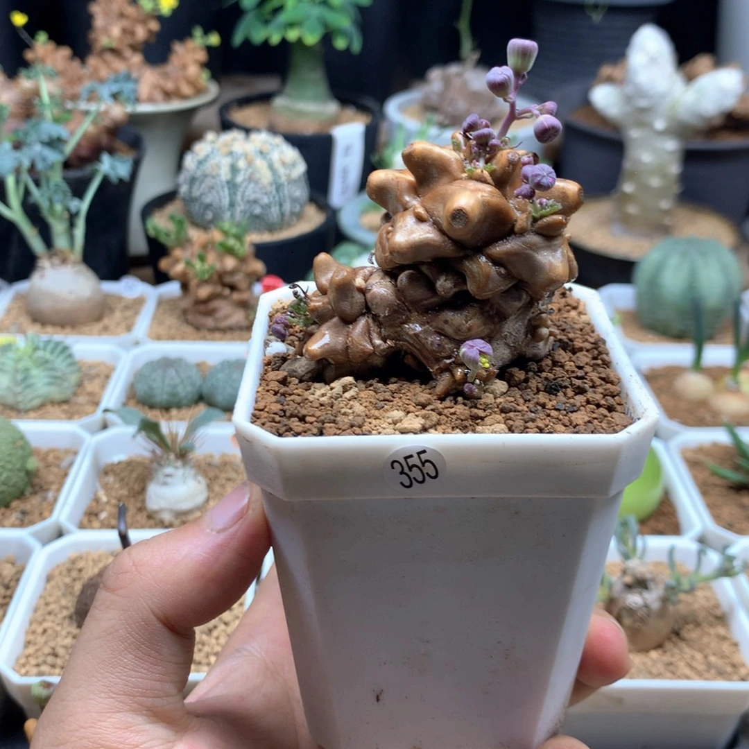 蛮鬼塔厚敦菊母本带盆355