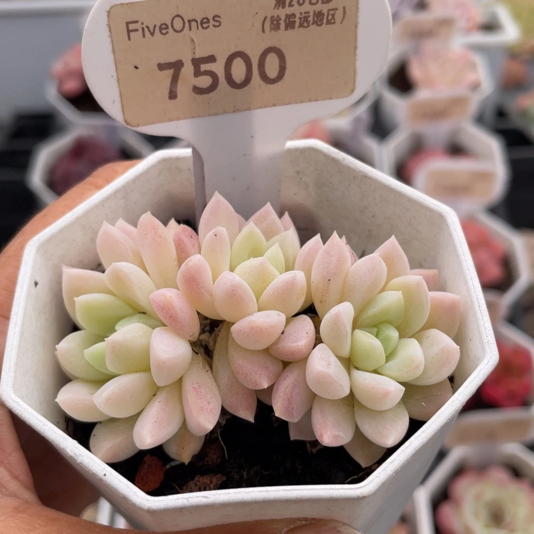 白雪7500-6.0厘米