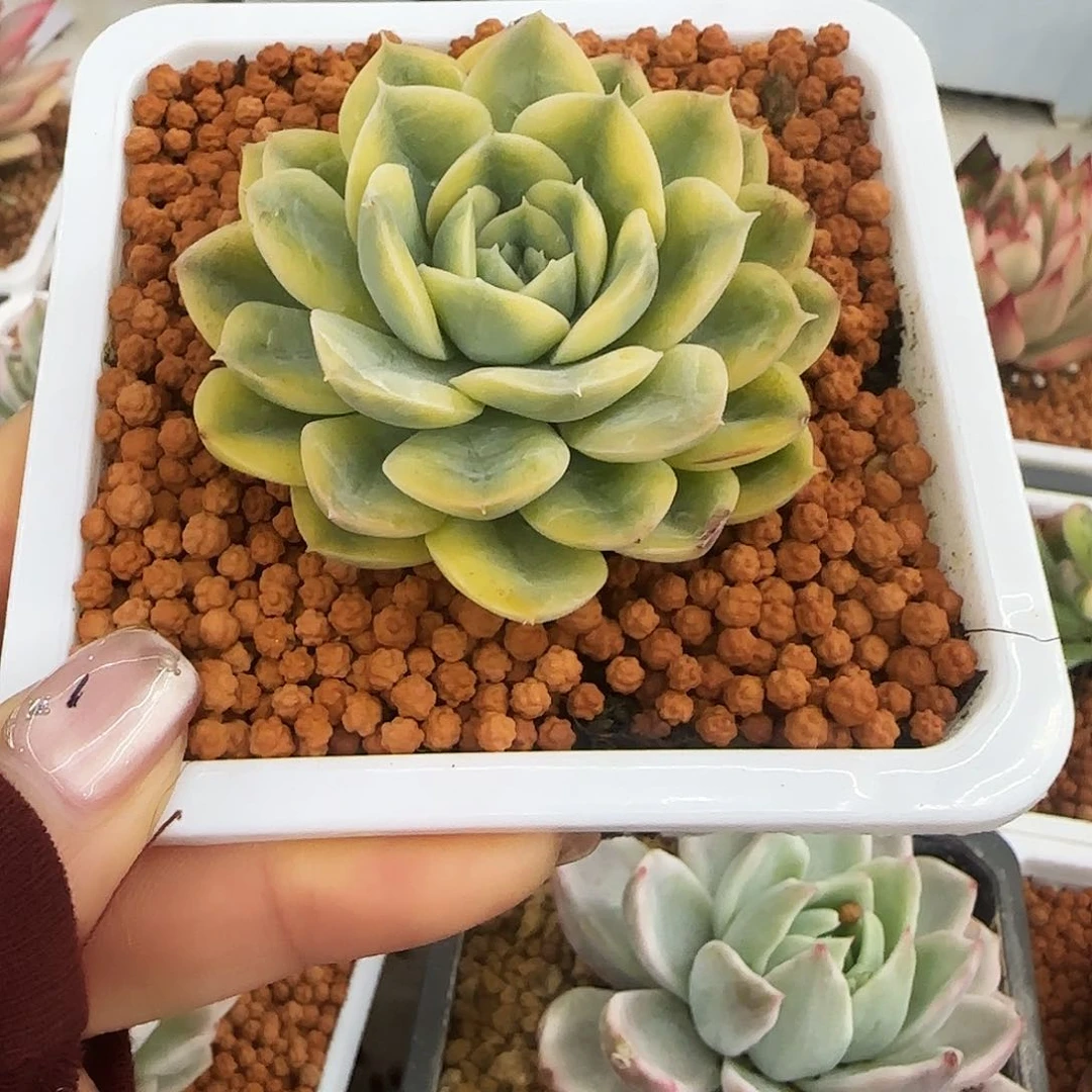 抹茶菩提锦多肉植物