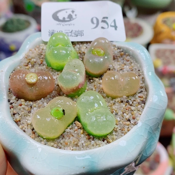 生石花花花花花花954