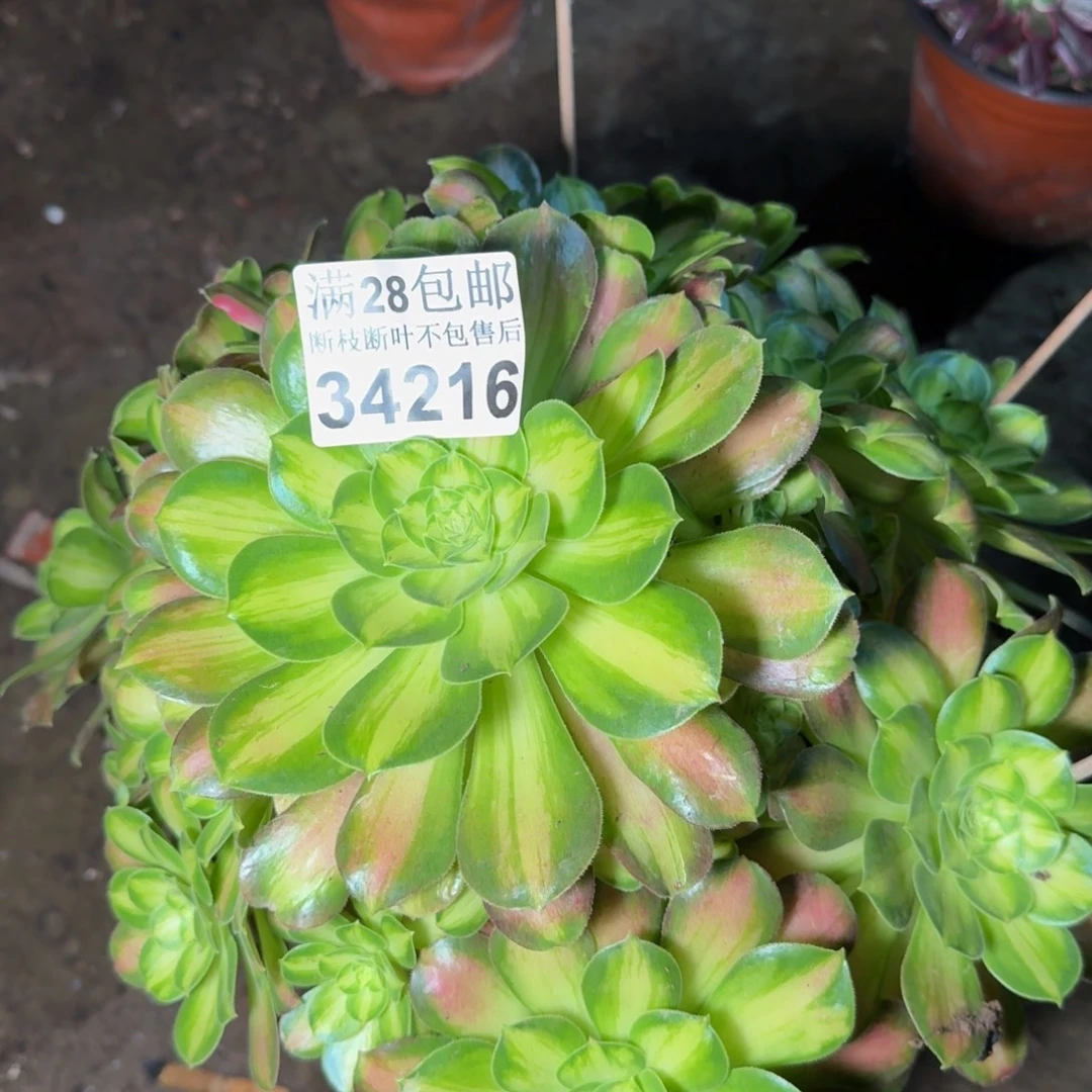 34216韶华多肉植物