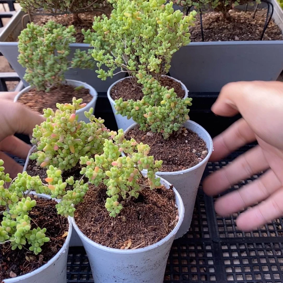 橘*皮枝干番杏多肉植物793