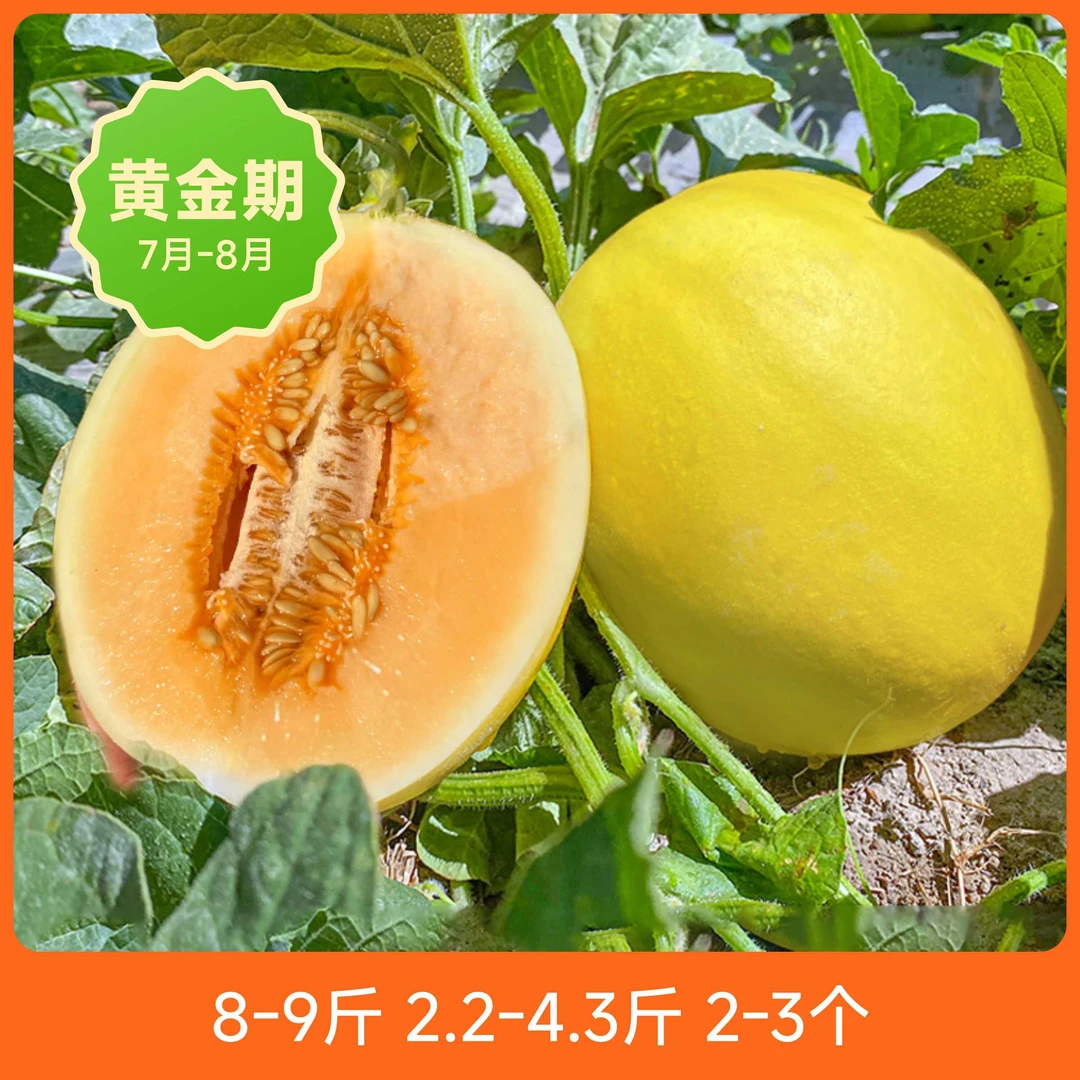 甘肃民勤直发沙漠蜜瓜新鲜当季水果甜瓜