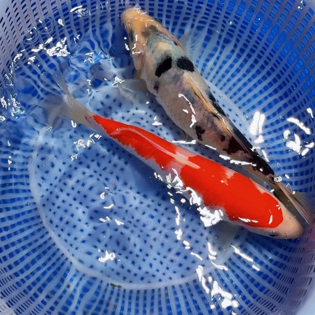 锦鲤精品甄选血统锦鲤