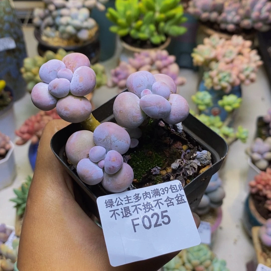 025芭比奶多肉7cm