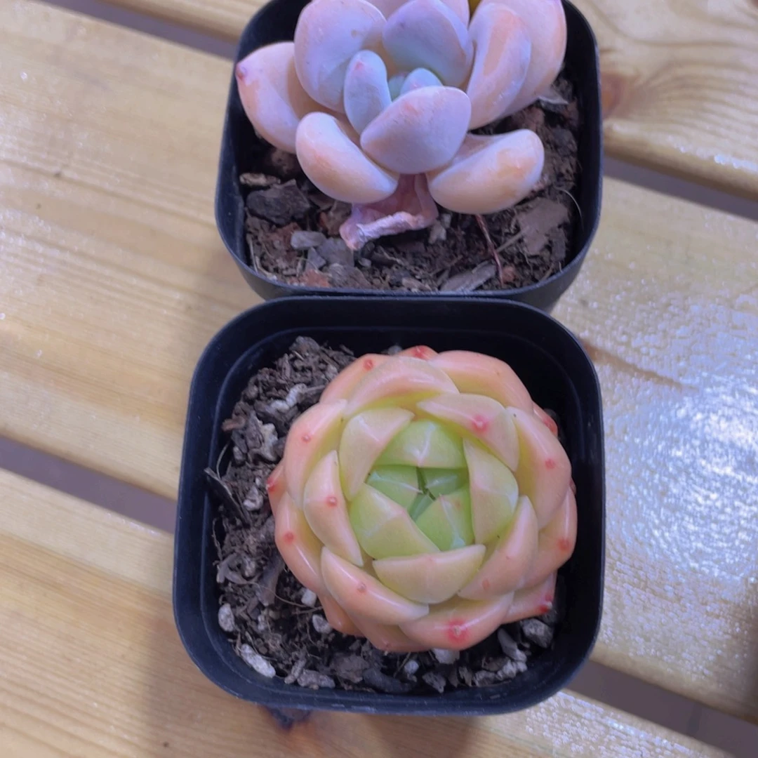 875号 奶橙加包包珍妮