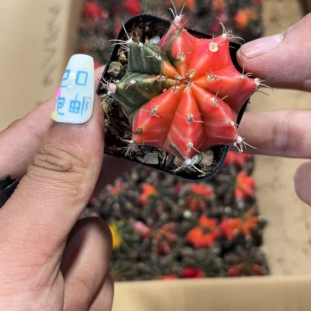 天****彬11636一物一拍单头发货