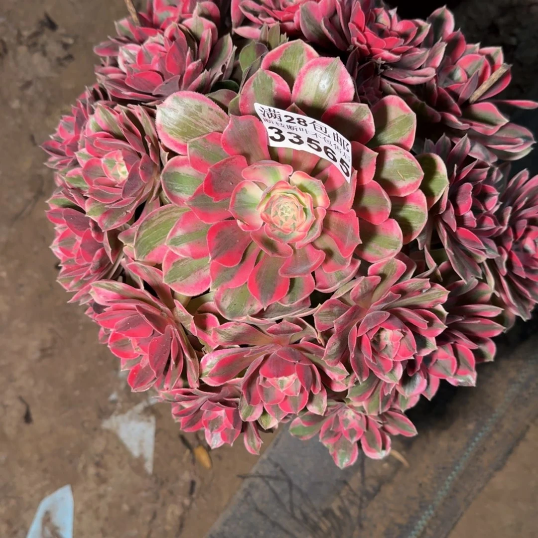 灿***石33565女妖多肉植物