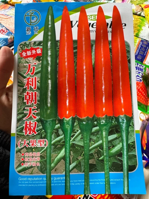 万利朝天椒，中熟大果型品种，产量高抗病强，辣椒大果长把硬度好。