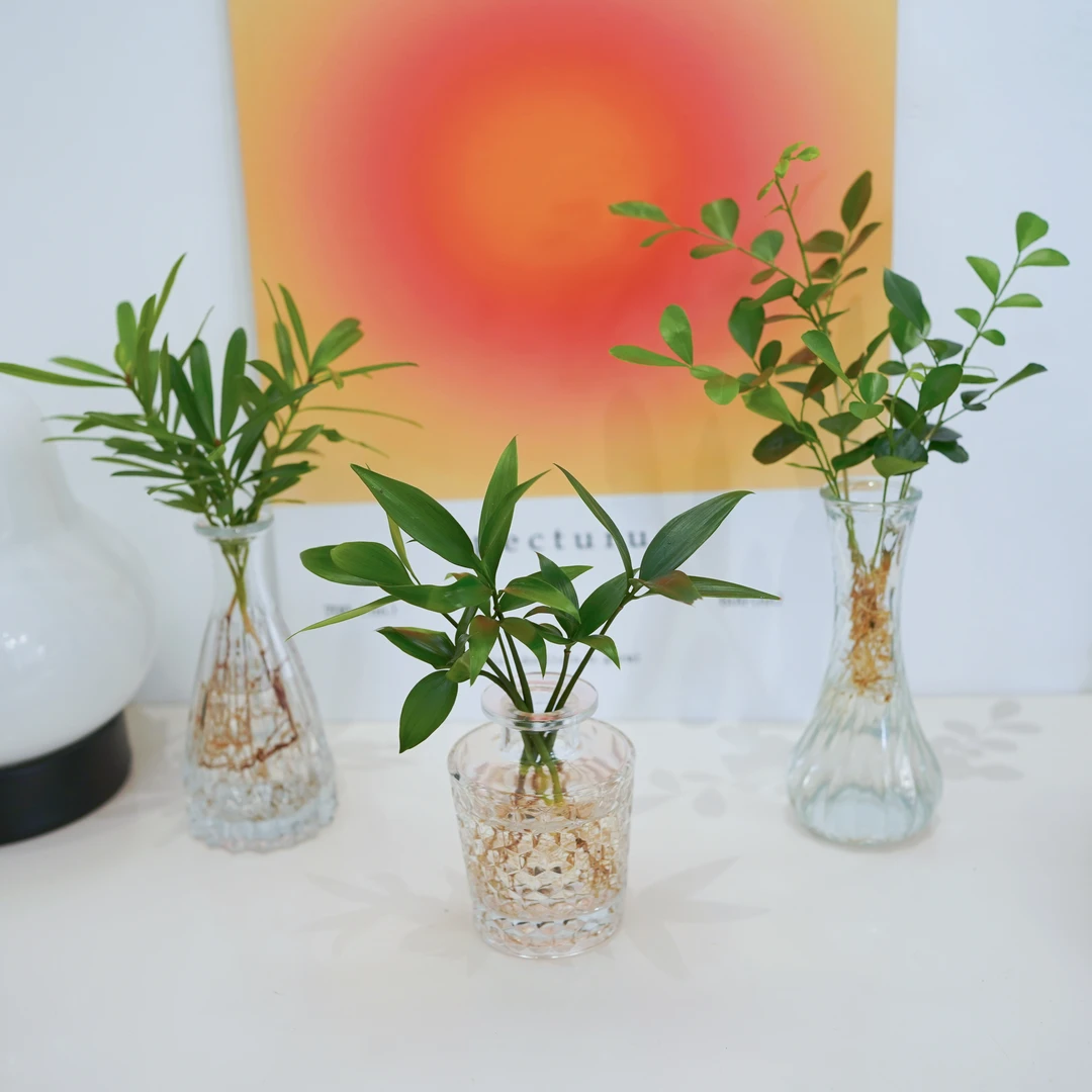 ins风精致水培竹柏九里香罗汉松袖珍椰子发财树玻璃桌面清新绿植