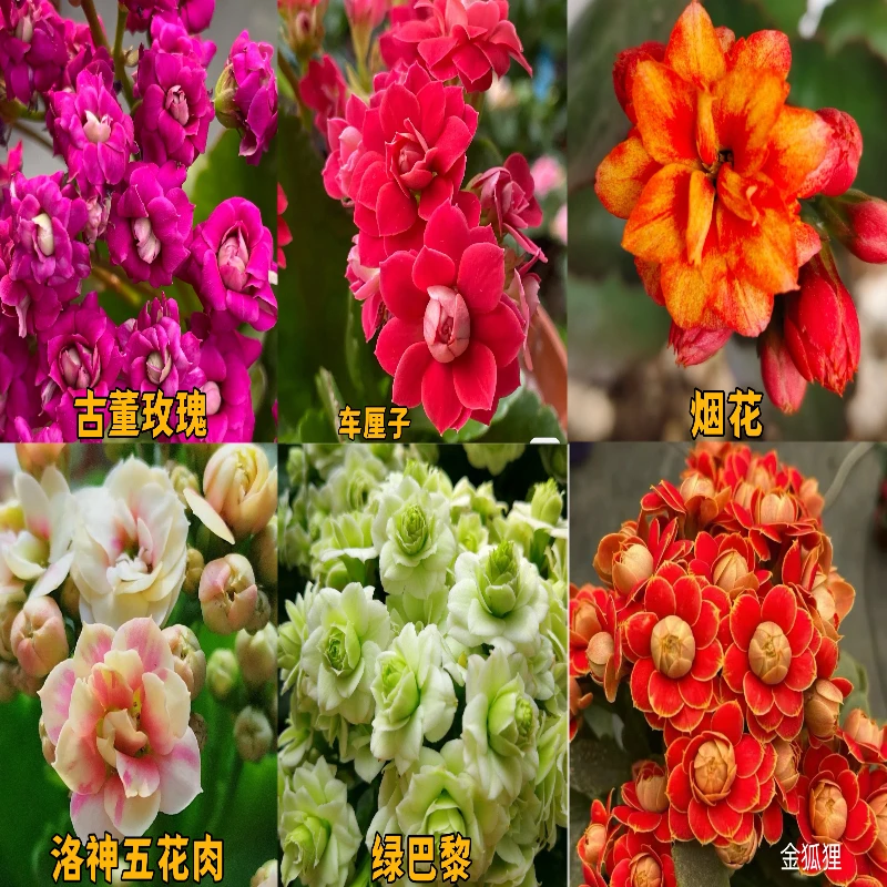长寿小苗新手养护花期栽种发货夏天鲜艳进口大小多样选择
