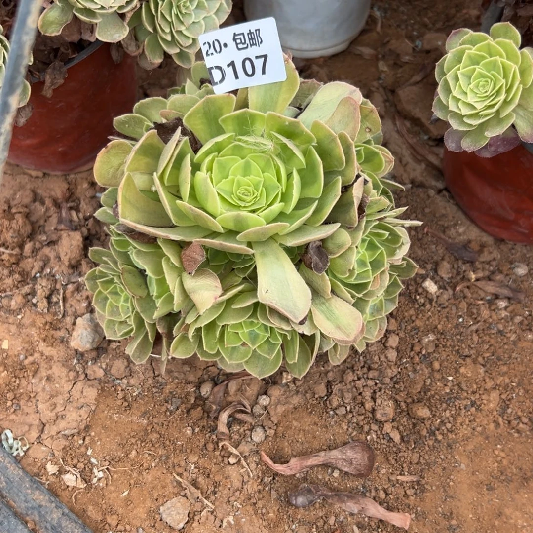 107雨荷，满20包邮