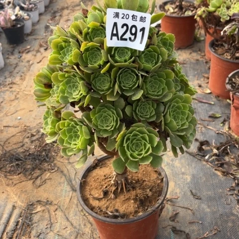 291绿羊绒不包断枝
