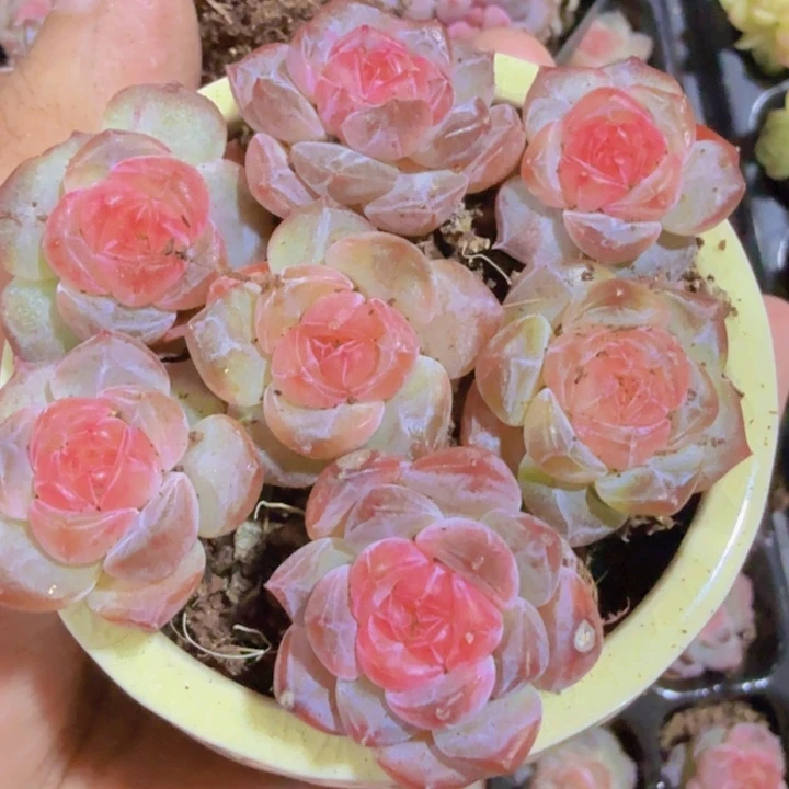 风花雪月三颗一组