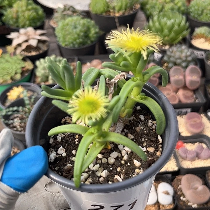 271 绿花枝干 脱土