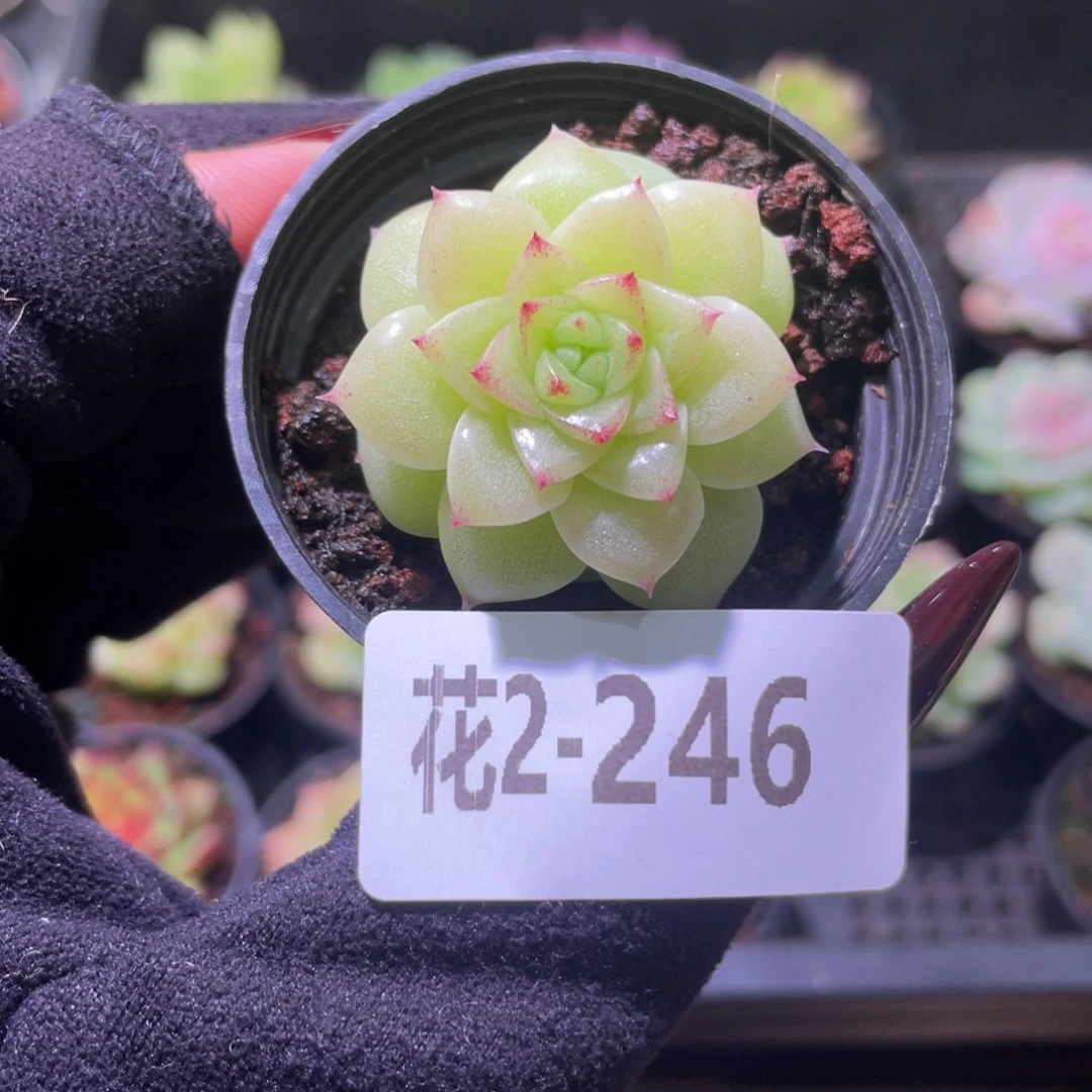 花利美2-246麦秆单头