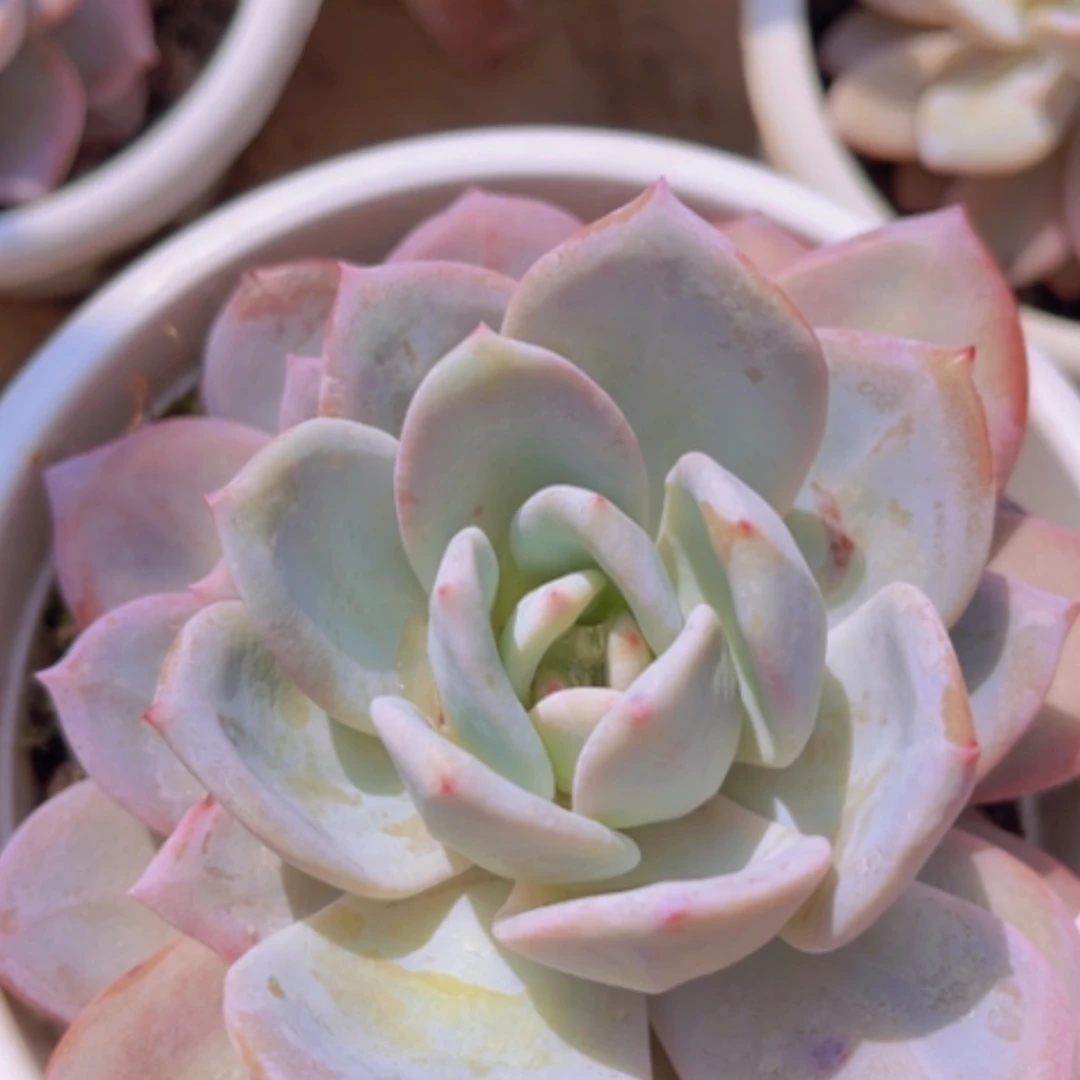 【闪购商品】广寒宫杂粉蓝鸟05147