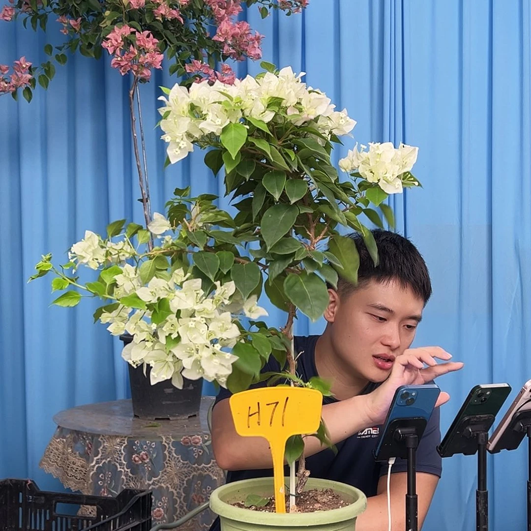 永***恒当前无花栽培后可以开花H71白狐狸
