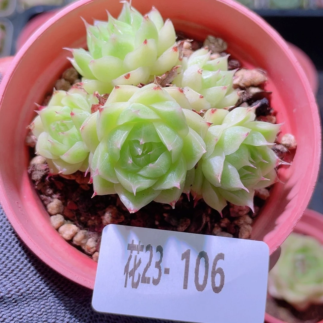 花利美23-106麦秆群