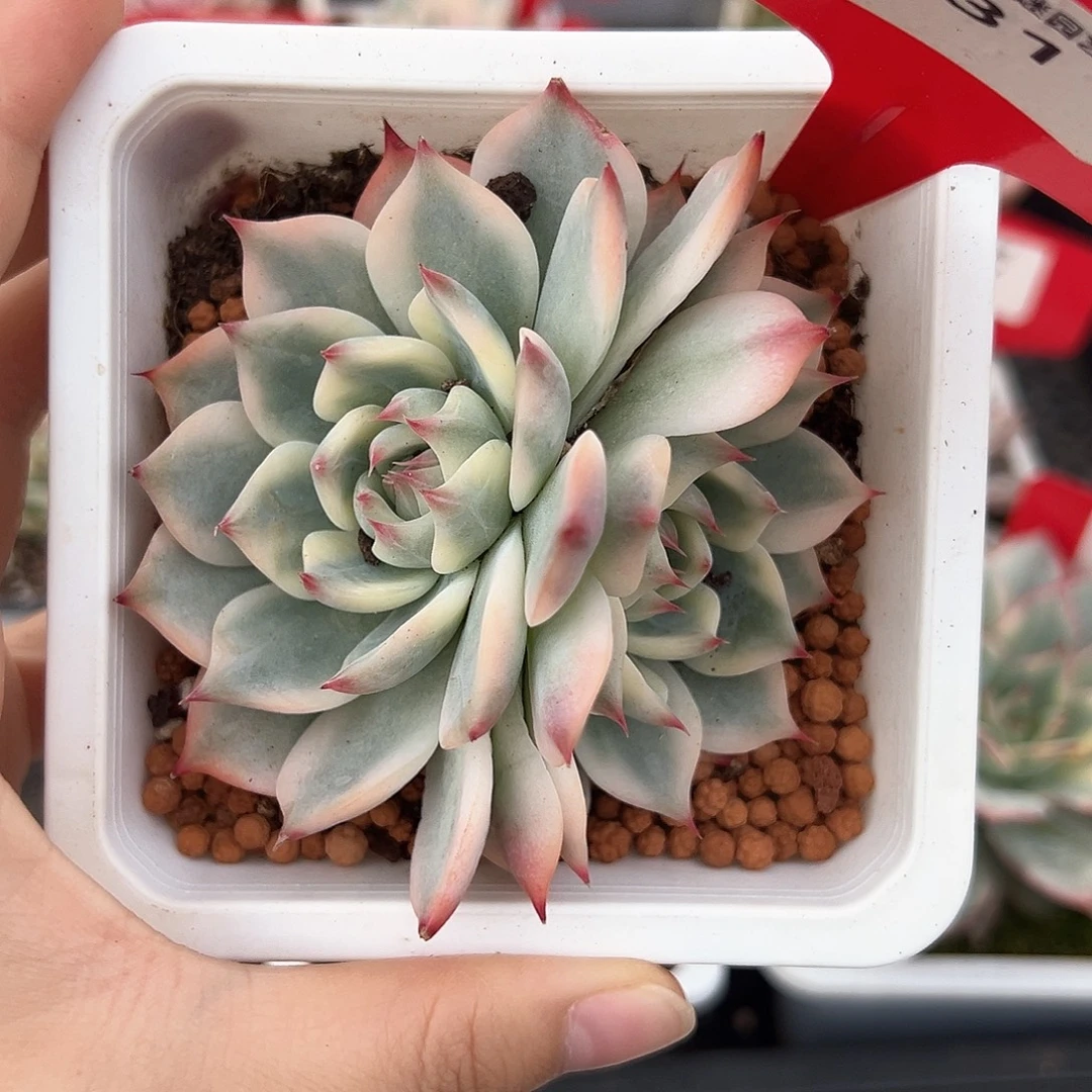 31号双头吉娃娃锦多肉植物