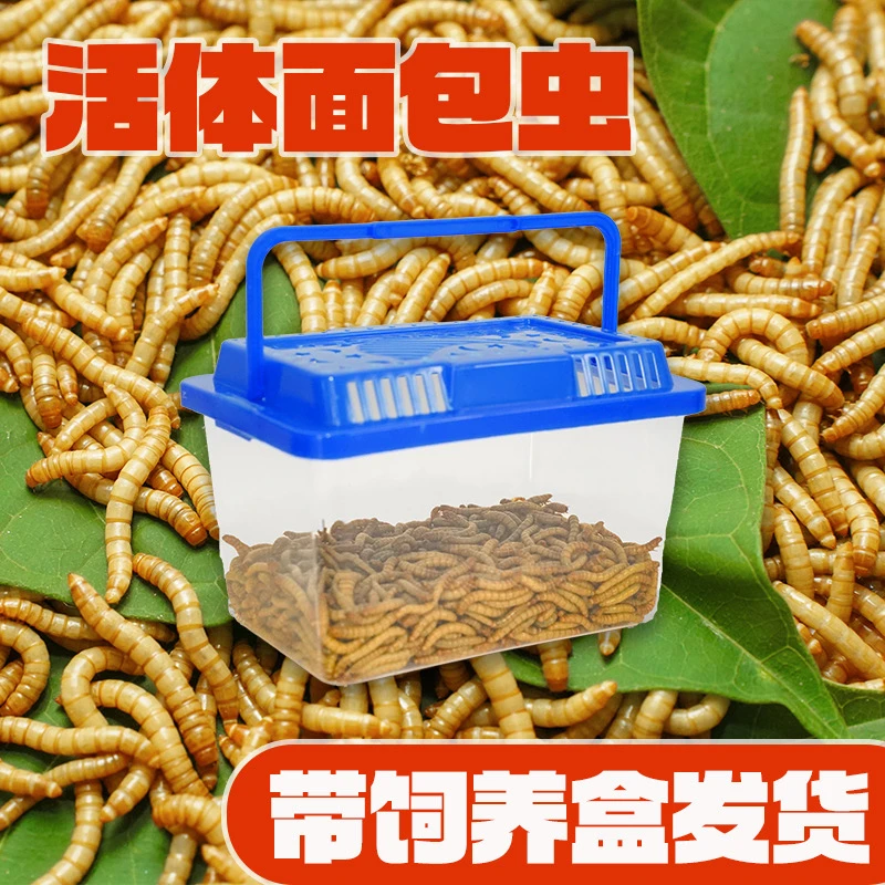 面包虫活虫黄粉虫鲜活体钓鱼喂鸟乌龟仓鼠龙鱼食饵料守宫蜥蜴饲料
