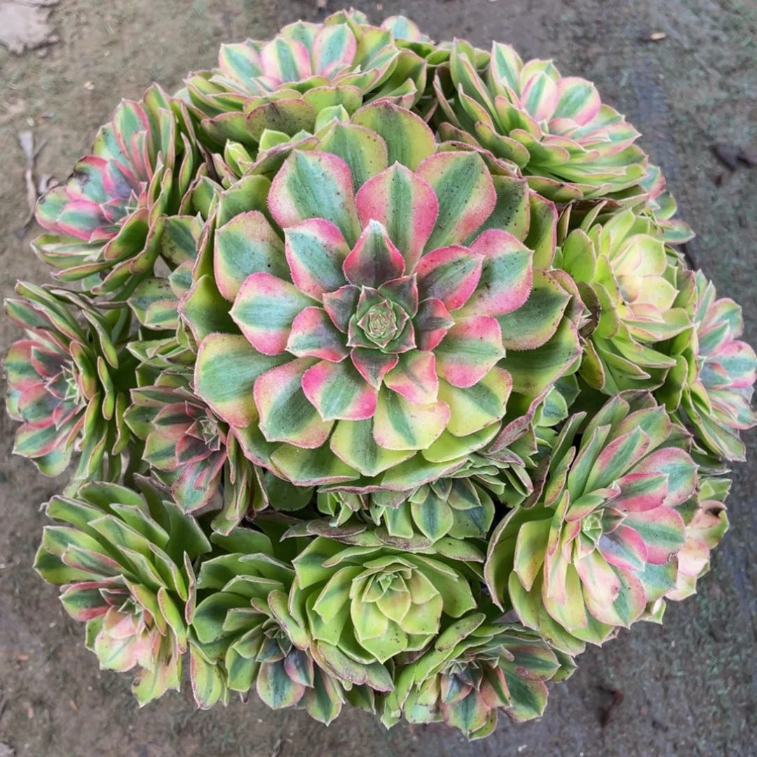 696轮回精品法师老桩