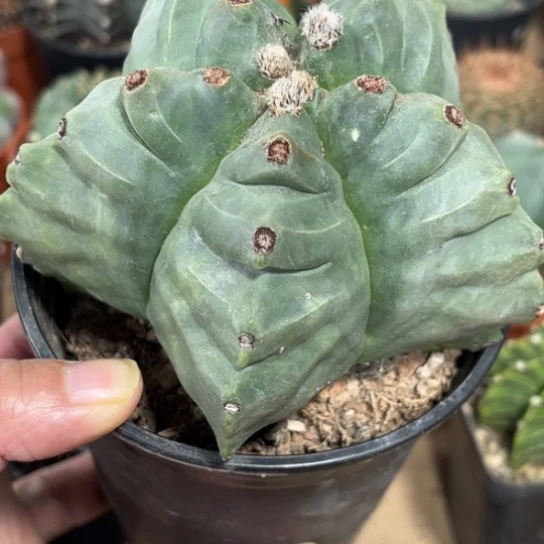 完全开放实生龟甲鸾凤玉