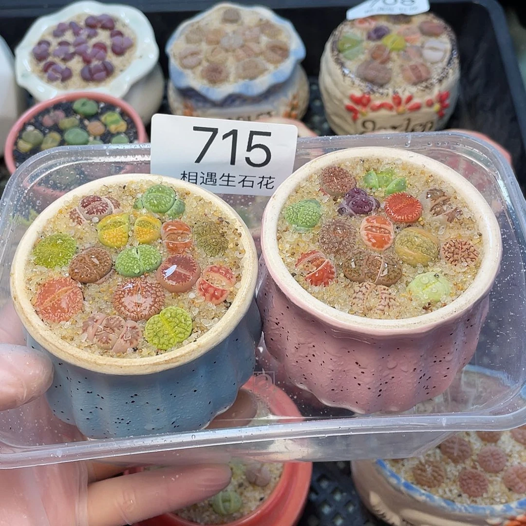 相遇生石花专拍715
