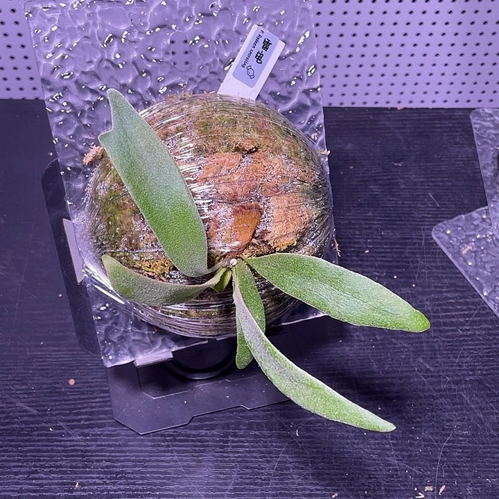 22雷电鹿角蕨鹿角蕨鹿角蕨