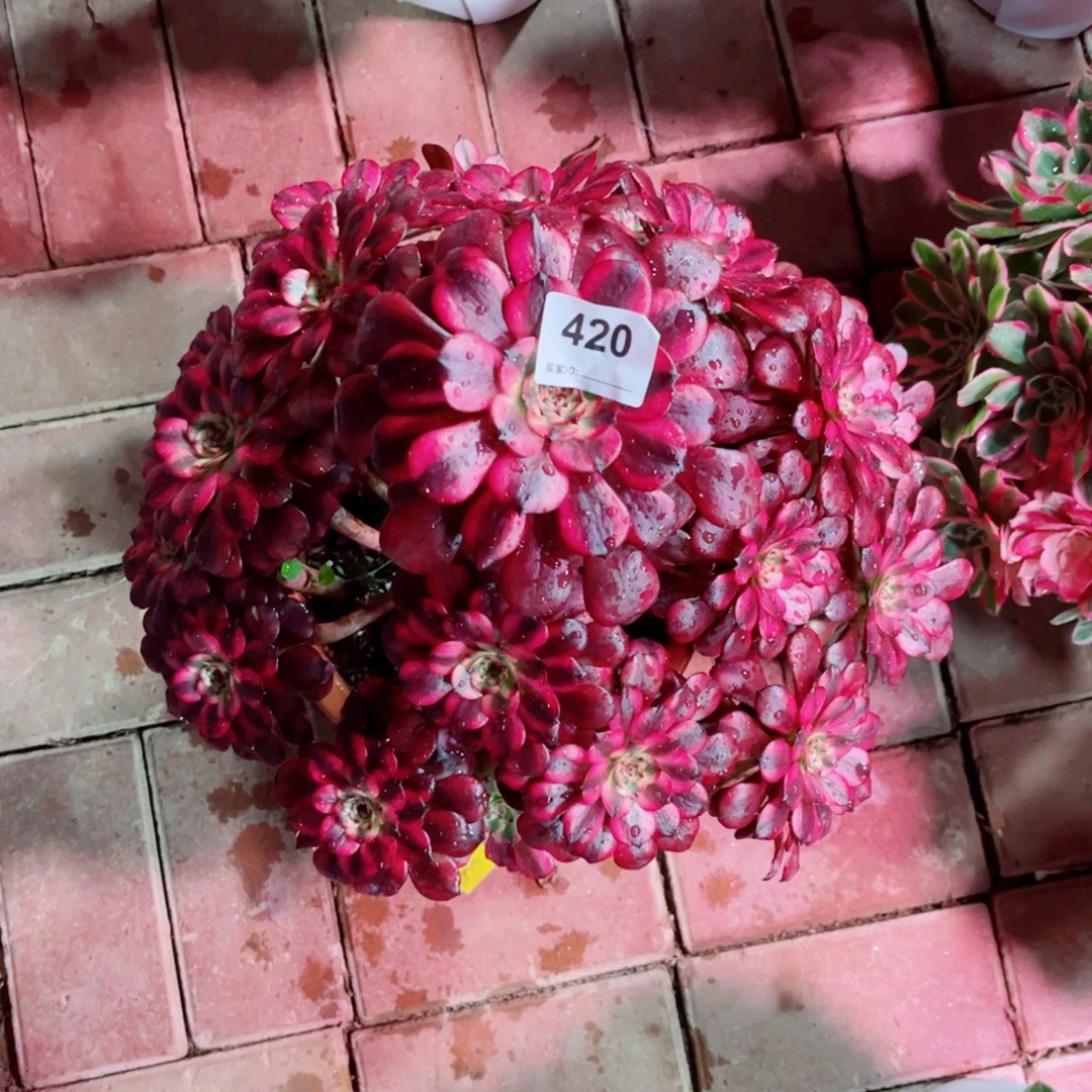 420美肌法师多肉植物