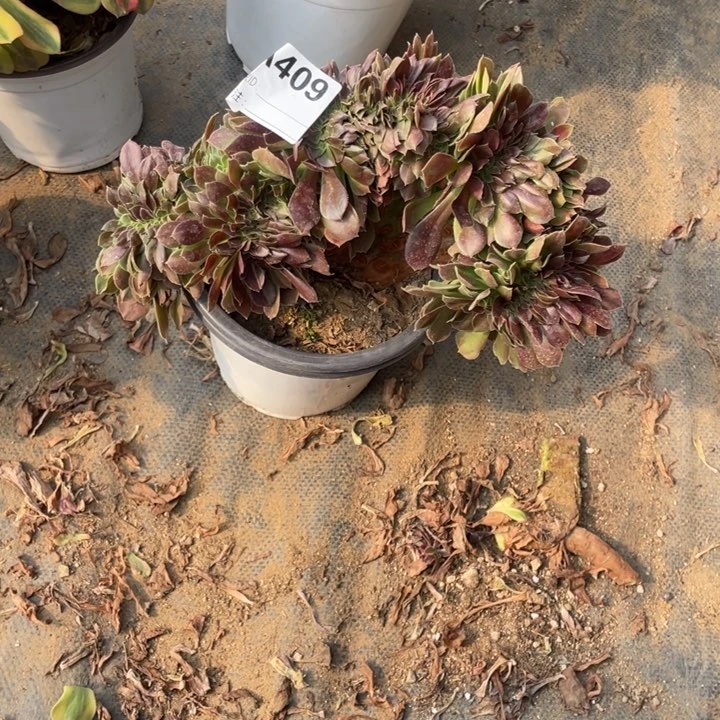 多肉柠檬玫瑰缀化409