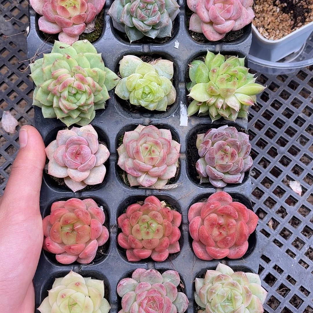 多肉一物一拍8-136