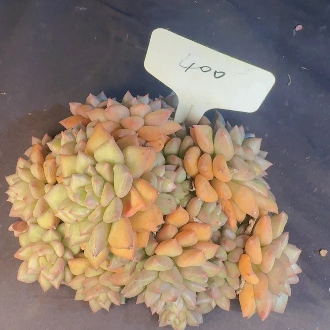 蓉***蓉多肉植物的生长发育和生长